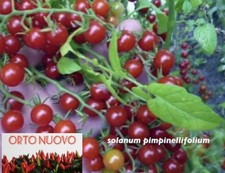 Semi pomodoro selvatico usato  Campo Calabro