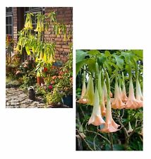 Samen engelstrompete riesige gebraucht kaufen Samen engelstrompete riesige gebraucht kaufen  Calw