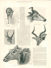 1897 africa klipspringer for sale  ASHFORD