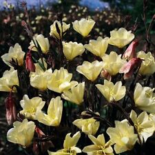 Evening primrose oenothera for sale  UK
