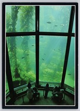 Monterey california kelp for sale  Belleville
