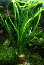 Vallisneria jungle easy for sale  BRIDGNORTH