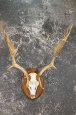 Sci silver fallow for sale  Wrightstown