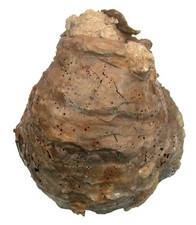 Oligocene ostrea cyathula usato  Spedire a Italy