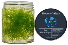 Chaetomorpha macro algae for sale  Indio