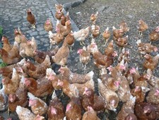 Poules pondeuses air d'occasion  Linselles