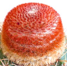 Melocactus matanzanus seeds d'occasion  Expédié en France