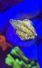 Gold rush montipora for sale  MELTON MOWBRAY