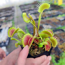 Carnivorous plant 100 for sale  Shipping to United States