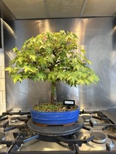 Acer palmatum japanese for sale  SWINDON