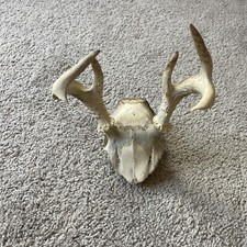 Wild small whitetail for sale  Rockmart