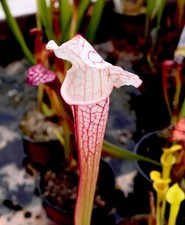 Sarracenia hybrid open for sale  BUDE