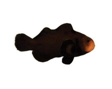 Midnight ocellaris clownfish for sale  Haslet