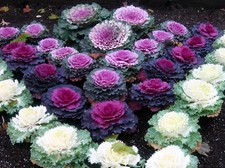 Ornamental cabbage seeds for sale  STRABANE