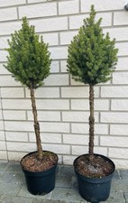Picea conica zuckerhutfichte gebraucht kaufen  Bielefeld