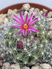 Mammillaria kraehenbuehlii vas usato  Monterosso Almo
