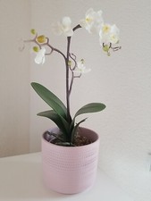 Künstliche rchidee keramik gebraucht kaufen  Bogel, Mieheln, Weyer