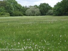 Meadow grass seeds for sale  DARLINGTON