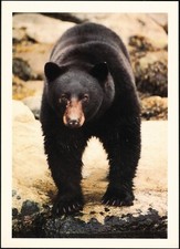 Black bear postkarte gebraucht kaufen  Mönchengladbach