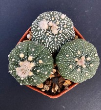 cacti for sale cacti for sale FORDINGBRIDGE