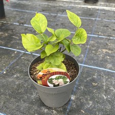 Jasminum sambac arabian for sale  HELSTON