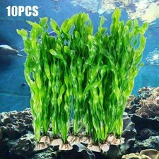 Plantes aquarium plantes d'occasion  France