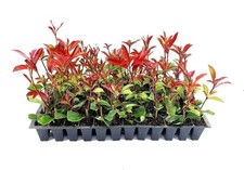 Red tip photinia for sale  USA
