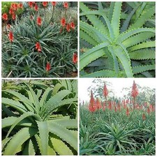 Semi aloe arborescens usato  Nizza di Sicilia