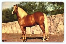 quarter horse palomino d'occasion quarter horse palomino d'occasion Expédié en Belgium