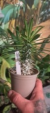 Pachypodium lamerei cactus for sale  SLEAFORD