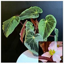 Begonia silver edge for sale  NOTTINGHAM