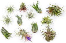 Pack ionantha air for sale  Saint Augustine