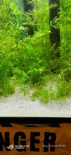live plant package aquarium for sale live plant package aquarium for sale Harlan