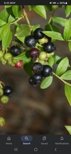blueberry bush for sale blueberry bush for sale Samson