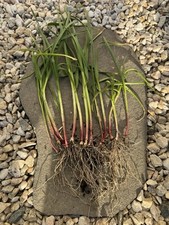 Stück knoblauch setzling gebraucht kaufen  Ingolstadt
