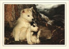 Cpa husky puppies d'occasion  Expédié en France