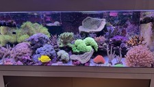 Meerwasseraquarium komplett 50 gebraucht kaufen  Hamburg