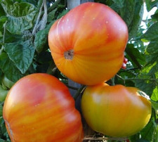 Pineapple tomato seeds for sale  Berwyn