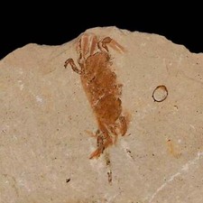 1.2 fossil crab for sale  Post Falls