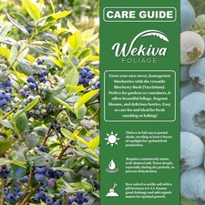 Blueberry plant live for sale  USA