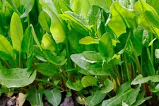 Sorrel plug plants for sale  NOTTINGHAM