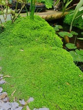 Soleirolia soleirolii mind for sale  ABERAERON