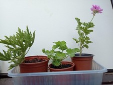 Scented pelargonium peppermint for sale  DERBY