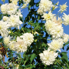 Tree dahlia imperialis for sale  WOLVERHAMPTON