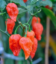 100 genuine bangladeshi for sale  DAGENHAM