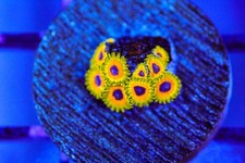 Great owl zoa for sale  Placentia