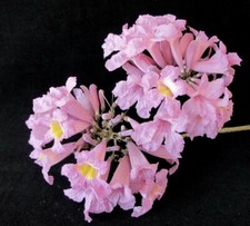 Tabebuia rosea apamate for sale  San Francisco