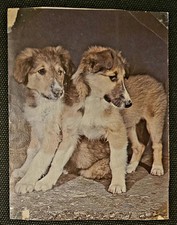 collie hund gebraucht kaufen  Sondershausen