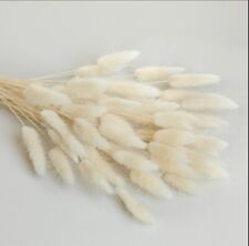 Lagurus cream 120 usato  Spedire a Italy