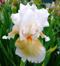 Iris coral chalice gebraucht kaufen  Neustadt a.d.Waldnaab